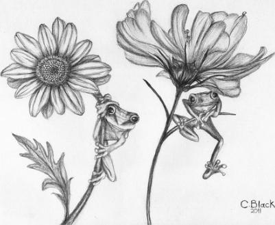 Pencil Drawings Of Flowers, Flower Posters and Flower Pictures To Print