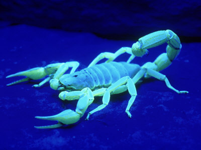 i sed to have an emperor scorpion it would glow just like that under the 