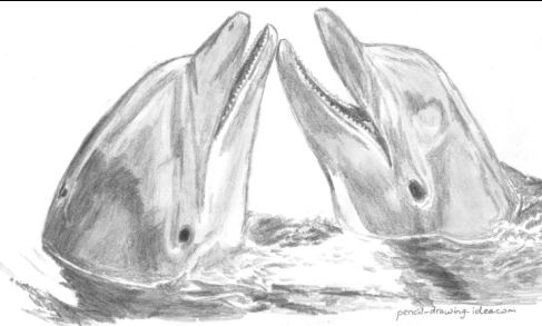 horse drawings in pencil. Dolphin drawings