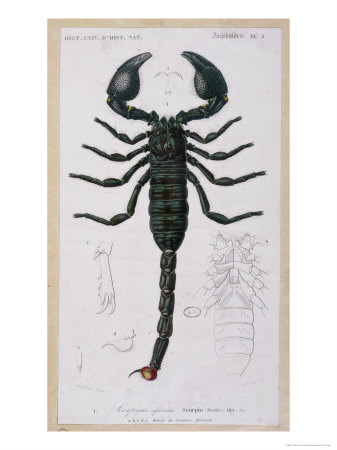 Own or Found Your Favorite Scorpion Drawings Share It Here