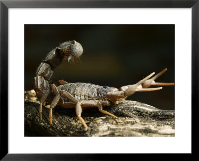 Drawings of scorpions pencil sketches of this tiny animal and If we