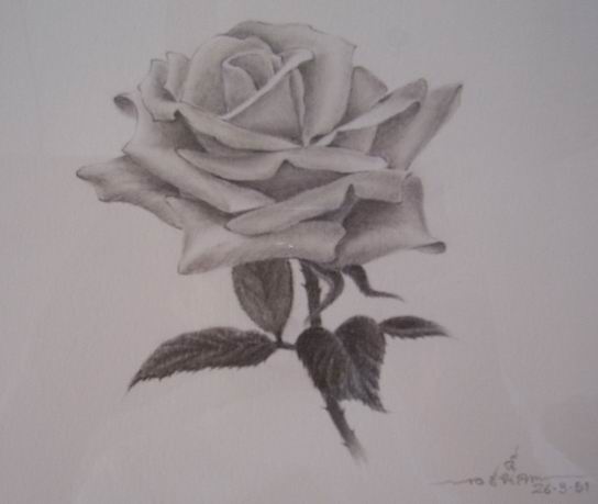 rose drawings in pencil. white rose drawing. rose