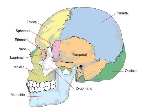 human skeleton drawing. human anatomy skull