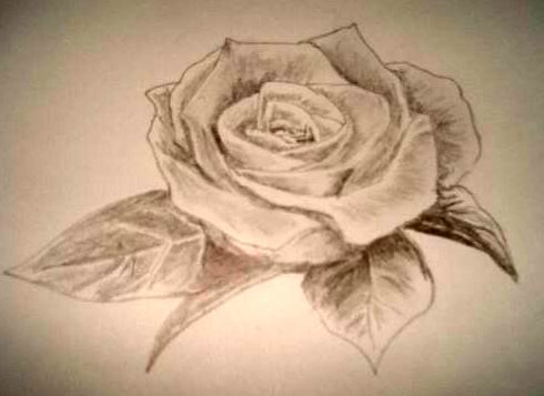 rose flower sketch. Pencil Flower Drawing.