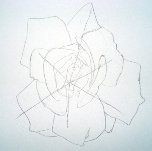 rose drawing images. How To Draw A Rose - Step 3