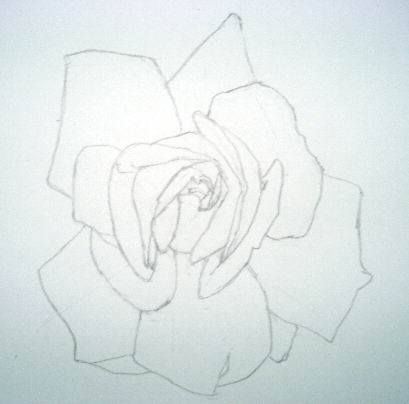rose flower sketch. white rose drawing. culture
