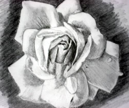 rose flower sketch. how to draw a rose How to draw