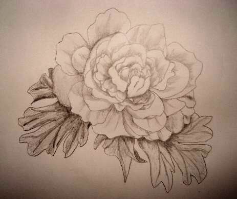 Look how you can draw a realistic rose drawing from a still life rose