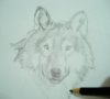 A Wolf Sketch 16