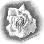 Rose drawing