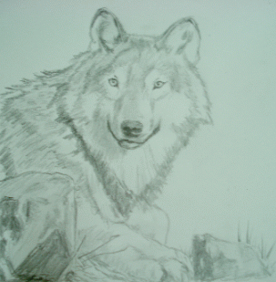 Wolf pencil drawings