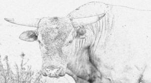 A bull drawing