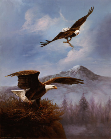 Bald Eagle Drawings - Buy at Art.com