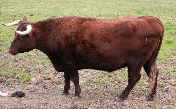 Bull picture 5