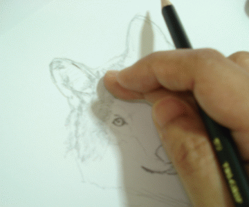 A Wolf Sketch 11