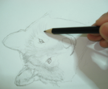 A Wolf Sketch 13