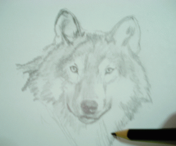 A Wolf Sketch 16