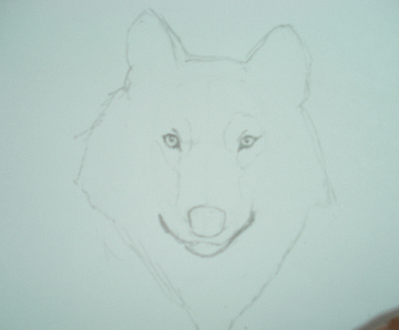 A Wolf Sketch 8