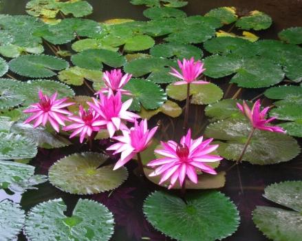 Lotus flowers picture 1