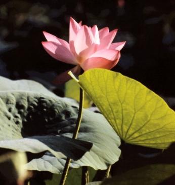 Lotus flowers picture 3