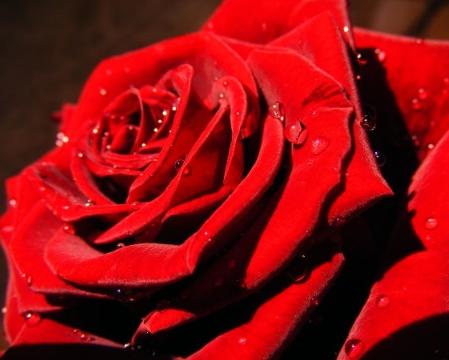 Rose flower pictures 4 Rose flower pictures 4