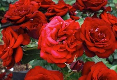Rose flower pictures 5 Rose flower pictures 5