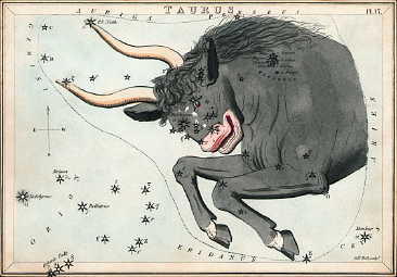 Bull - Taurus