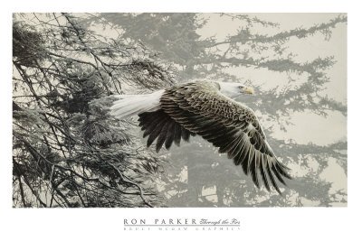 Bald Eagle Drawings - Buy at Art.com