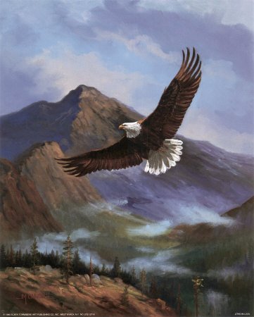 Bald Eagle Drawings - Buy at Art.com