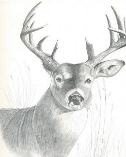 Deer Drawing 5 - Mule Deer by Joette Snyder