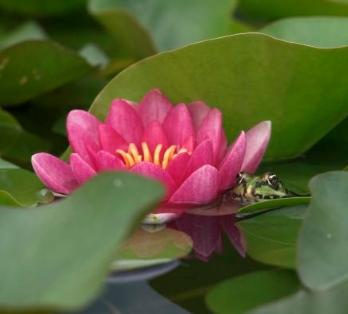 Lotus flowers picture 2 Lotus flowers picture 2