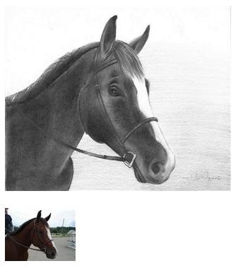Pencil Drawing of a Horse 3