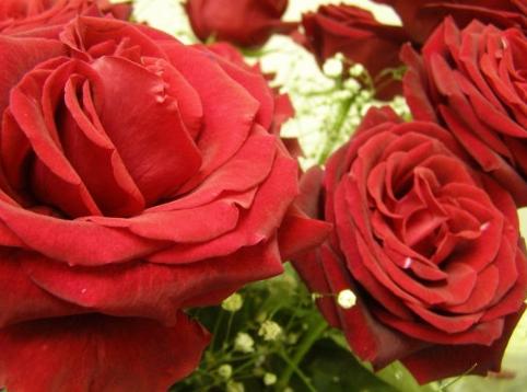Rose flower pictures 1 Rose flower pictures 1