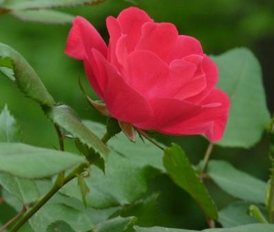 Rose flower pictures 3 Rose flower pictures 3