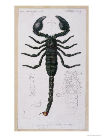 Scorpion art print as drawings of scorpions reference