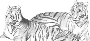 Tiger Drawings