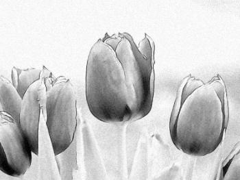 Pencil drawings of flowers