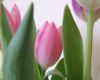 Pink tulips