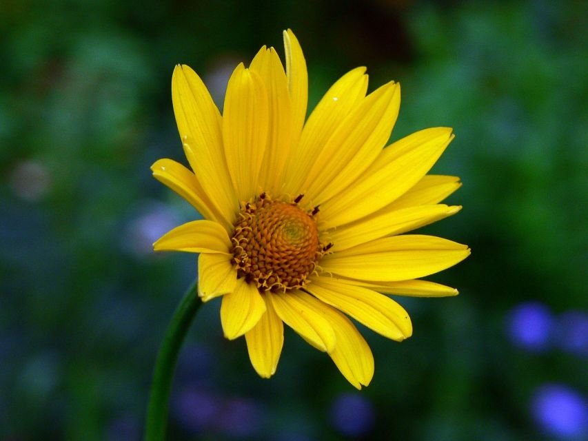 Yellow flower