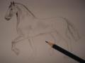 Horse Pencil Drawing