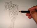 A Tiger Pencil Drawing