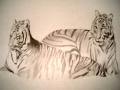 Tigers Pencil Drawing