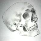 Pencil drawing of a skull - Sketch 8