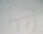 Line sketching in pencil drawing of a horse