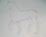 Line sketching in pencil drawing of a horse