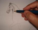 Toning in pencil drawing of a horse 1
