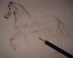 Toning in pencil drawing of a horse 2