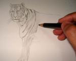 Toning a tiger pencil drawing