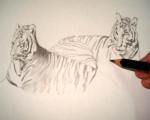 A hand drawn tiger