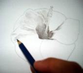 Pencil Hawaiian flower sketch 7